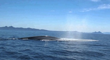 Forradalmasította a bálnamegfigyelést az Ocean Alliance