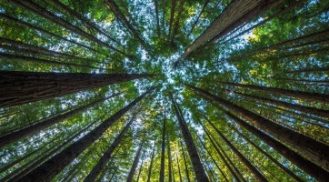 Egymilliárd facsemetét ültet drónokkal 2028-ig a Flash Forest kezdeményezés