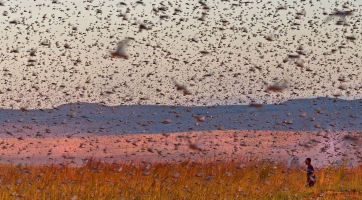 Mauritániában drónokkal veszik fel a harcot a sivatagi sáskákkal