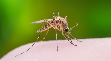 Zanzibár drónokkal veszi fel a harcot a maláriaszúnyogok ellen